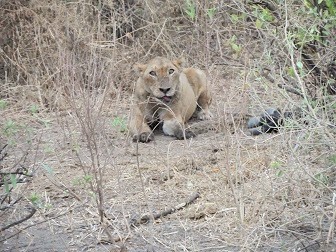 Lake Manyara National Park predictors wildlife tourism